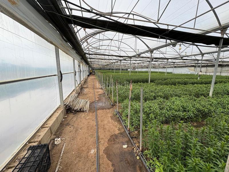 Foto 9f724745-b8a3-488b-b381-2a9e76163db6. Finca rústica a Chipiona norte Chipiona