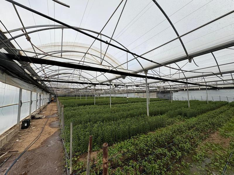 Foto ec8b7d23-be6c-4c73-877f-e139d927a09c. Finca rústica a Chipiona norte Chipiona