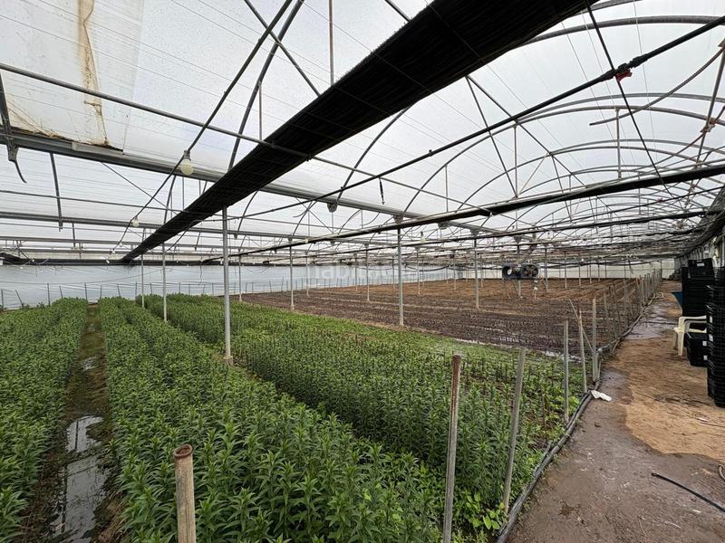 Foto edad6aa3-5402-43cb-b5af-63650affc3a5. Finca rústica a Chipiona norte Chipiona