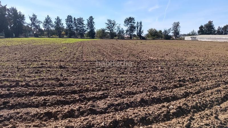 Foto 452a2cbc-46ac-4799-8b7d-2108b66a406a. Finca rústica a Chipiona norte Chipiona