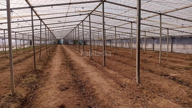 Foto f71ba958-4bcf-4300-98fe-32439911671b. Finca rústica a Chipiona norte Chipiona