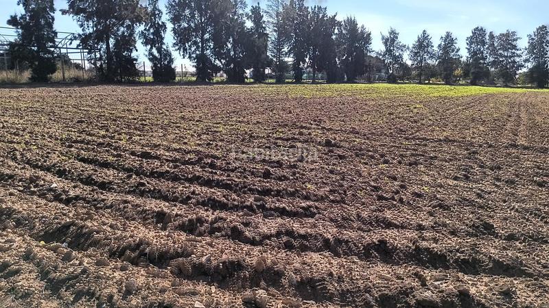 Foto fe42cfce-cf54-4dc1-9170-1b9782c7a228. Finca rústica a Chipiona norte Chipiona