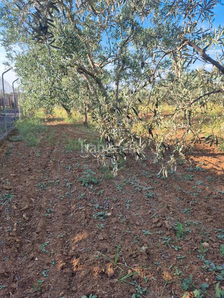 Foto b50666ce-f15b-4b51-bc4e-13a90a039c75. Finca rústica a avenida maría auxiliadora 40 a Torre Cruz - Los Molinos Utrera