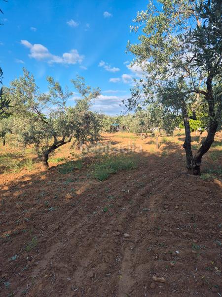 Foto cf2127e2-c18d-4054-86ed-28e423845132. Finca rústica a avenida maría auxiliadora 40 a Torre Cruz - Los Molinos Utrera