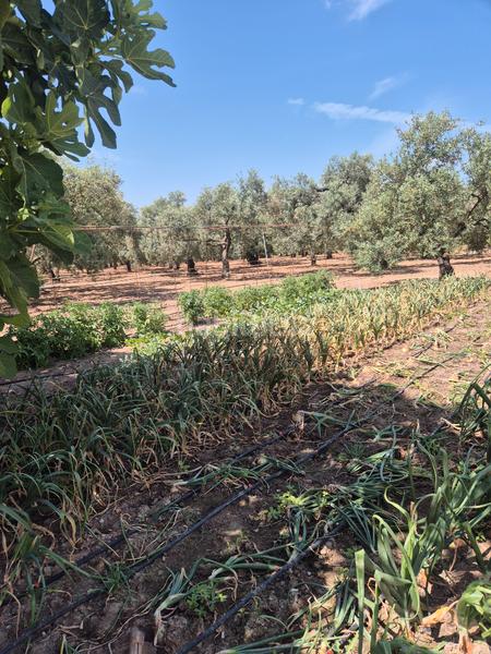 Foto 83fa672d-0dda-4718-8360-3aa031b04ff4. Terrain résidentiel dans Salesianos Utrera