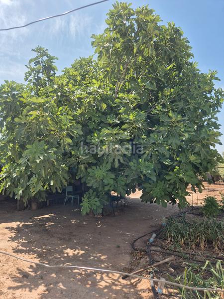 Foto ece0f697-73f7-461f-a5b4-e95a87a347a2. Terrain résidentiel dans Salesianos Utrera