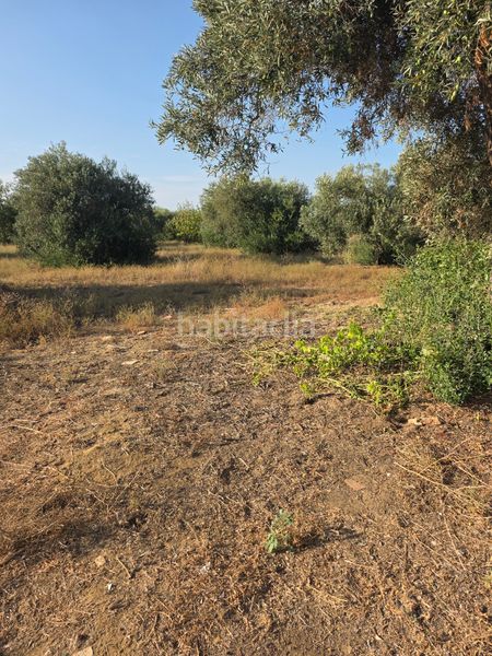 Foto 6f045502-f65d-4257-9045-d6e7c2d2c888. Terreny residencial a Pedanías Norte Utrera