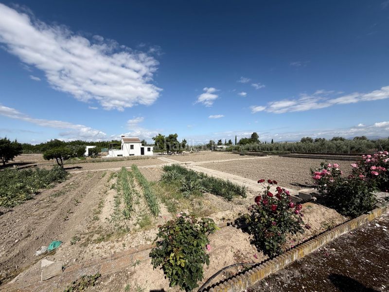 Foto 439dfb94-2ad0-4db3-af31-4a284492b5dc. Finca rústica a polígono lavadero 3 a La Zubia Ciudad Zubia (La)