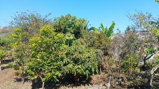 Finca rústica a San Felipe - San Marcos - Las Cañas