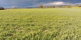 Rural plot in Vilagrassa
