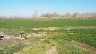 Finca rústica a Ivars d´Urgell. Finca en venta de regadio en ivars d´urgell .