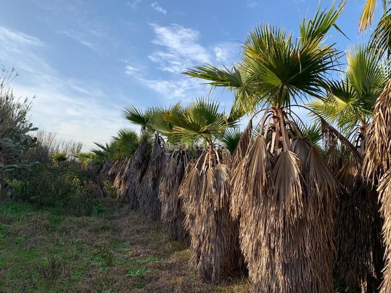 Foto 6553c77c-a800-44b9-9539-97737365712e. Finca rústica a n/a a Norte - Blanca Paloma Rota