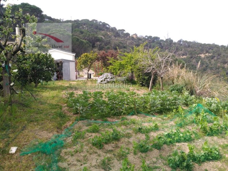Foto 39a5648c-e36a-4884-90ea-99f67d723440. Terreny residencial a Serra Brava Lloret de Mar