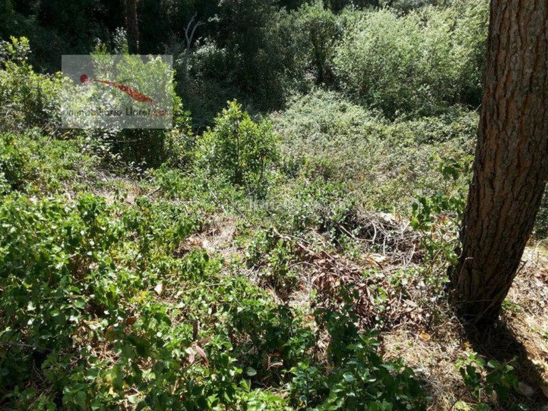 Foto 3d8f5d19-1d0c-4e19-a6d5-d9987719b578. Terreny residencial a Lloret Blau - La Creu de Lloret Lloret de Mar