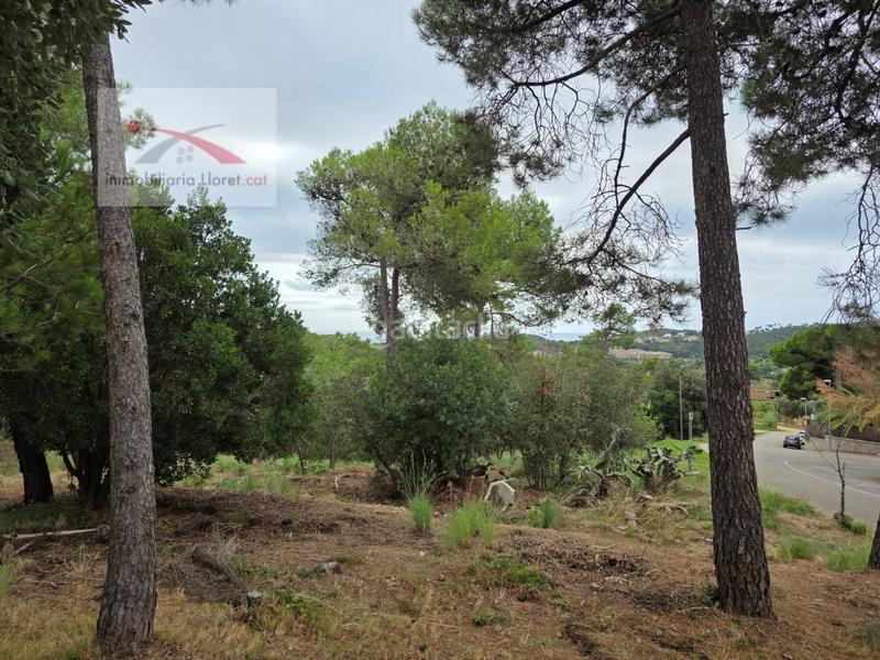 Foto 51acfa07-c156-443d-a629-17ab12650ab9. Terrain résidentiel dans Condado del Jaruco - Puigventós Lloret de Mar