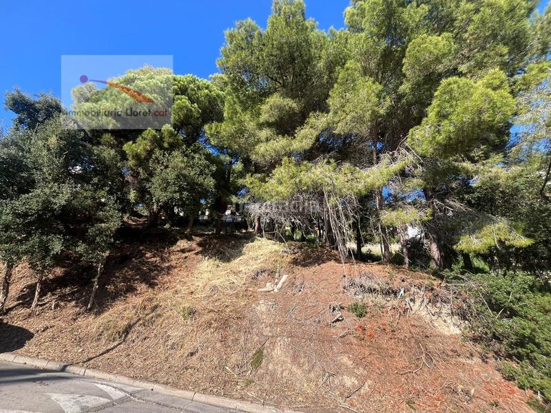 Foto 963ea67d-5838-4bda-8d48-ccfaae97f72e. Terrain résidentiel dans Roca Grossa Lloret de Mar