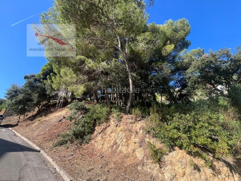 Foto e82c20d1-a9d8-4928-b065-537dc157f2cc. Terrain résidentiel dans Roca Grossa Lloret de Mar