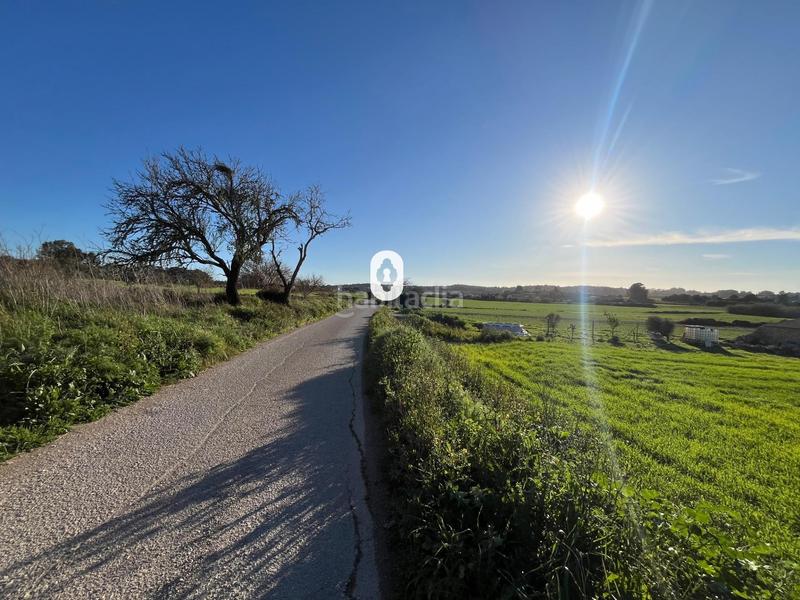 Foto fd759144-ac32-43a1-9cf5-17ec59d9aadb. Residential plot in Montuïri