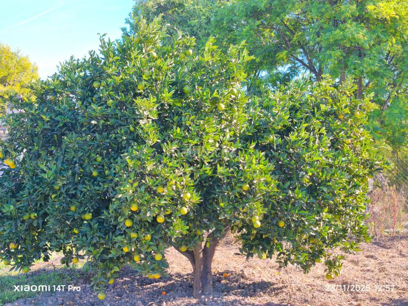 Foto 6d4d8aaf-a04c-4d86-b59f-562475938c46. Finca rústica en lugar huerta de abajo 171 huerta de recreo en Molina de Segura