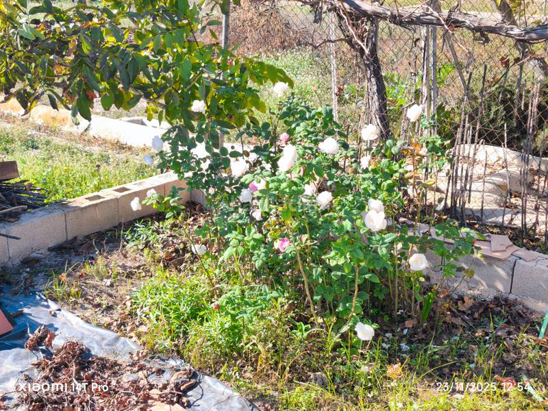 Foto fd2b898d-5b13-4ec8-ad92-fa09eabd4e10. Finca rústica en lugar huerta de abajo 171 huerta de recreo en Molina de Segura