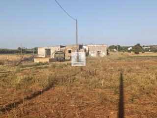 Rural plot in Barrio Nuevo. Finca en barrio nuevo conil