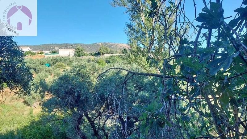 Foto 63d89d2b-0867-401d-959e-14e09e727804. Mas dans polígono 7 paraje 143 huerta vieja 408 dans Cogollos de la Vega