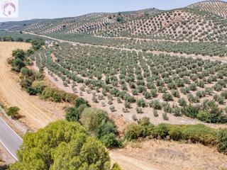 Rural plot in Deifontes. Gran oportunidad !!!! olivar en venta.....