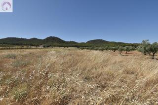 Finca rústica  Padul. Finca de 27.715 metros a escasos metros del cajiz de san gregori
