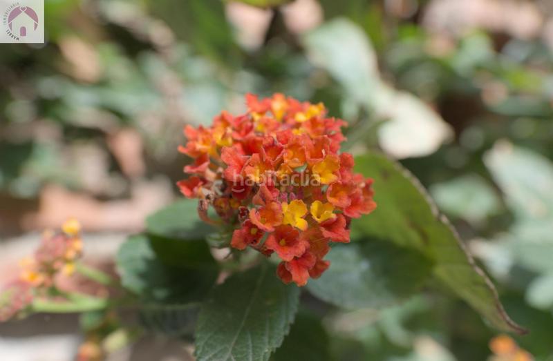 Foto 5b3e6273-b765-4baf-850d-8a3c4f18e1d2. Maison dans Órgiva