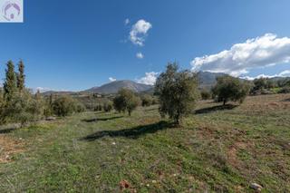 Fondo rustico in Cogollos de la Vega