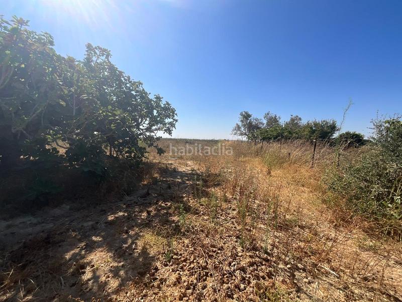 Foto 23615aad-7bcd-4a59-a953-815b7b62a7ef. Maison avec parking dans Pelagatos - Pago del Humo Chiclana de la Frontera