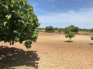 Fondo rustico in Pelagatos - Pago del Humo. Oportunidad estratégica en pago del humo