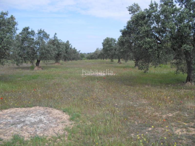 Foto f94b8122-1e0c-4890-a88b-1c68b4e8aa6c. Finca rústica a avinguda barcelona 5 a Flix