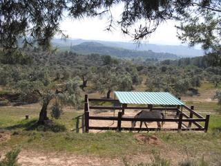 Finca rstica a Avinguda barcelona 5. Finca rustica llana  ideal para caballos con agua de regadio oli