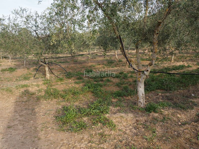 Foto 2aa09550-523b-433a-b68f-921e6d092346. Finca rústica a avinguda colònia 5 a Flix