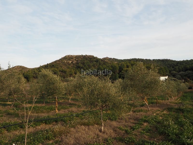 Foto 302f980c-8c75-46a4-962e-8688340315c9. Finca rústica a avinguda colònia 5 a Flix