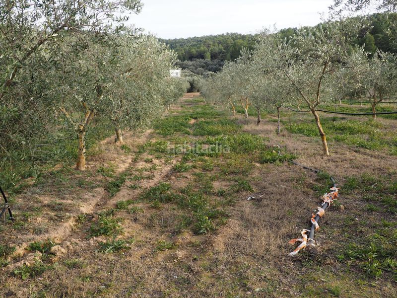 Foto 5a999352-0465-4070-8843-11765b03361a. Finca rústica a avinguda colònia 5 a Flix