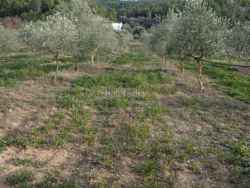 Foto 9672edf8-a332-497f-a227-66de19ed5178. Finca rústica a avinguda colònia 5 a Flix