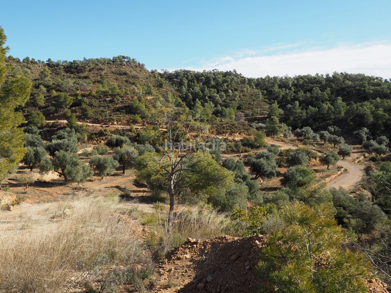 Foto 2b54ab81-d096-443f-bea7-ea051e4d7e7d. Finca rústica a avinguda colònia 5 a Flix