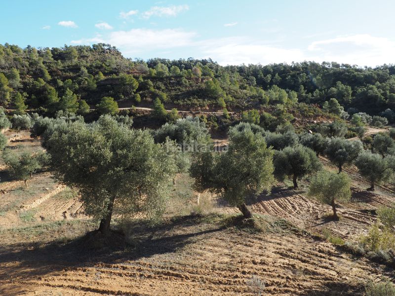 Foto e1ee4b24-ba41-4ab2-b6d2-e928d87ea485. Finca rústica a avinguda colònia 5 a Flix