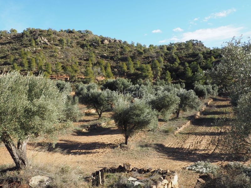 Foto f0753b90-4620-4edd-8c74-42ce7c1d2eee. Finca rústica a avinguda colònia 5 a Flix