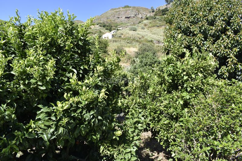 Foto 33d66922-3fa4-436f-9d9a-d6ce887df780. Chalet terreno con chalet independiente en El Álamo - Arbejales Teror
