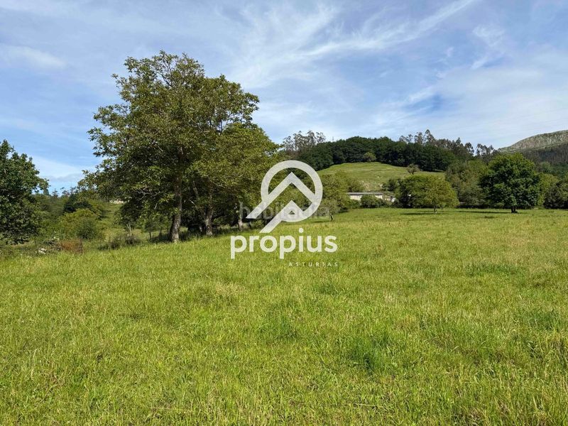 Foto b4f90c85-9623-4e90-8640-fe2a13b66f72. Finca rústica a Parres