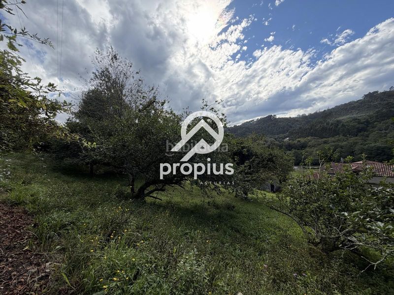 Foto e69aa82d-85ee-44e5-a9bf-0c34625aba08. Finca rústica a barredo 13 a Ribadesella
