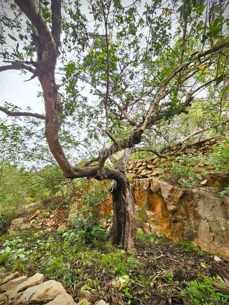 Foto 43a68658-8f24-48f6-b0f1-b6aa2834610c. Terreny residencial a El Montgó Dénia