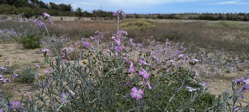 Foto 1429f43b-c0b4-4d95-bbbd-65a2727646ab. Masia amb aparcament a El Dossel - Mareny de San Lorenzo Cullera