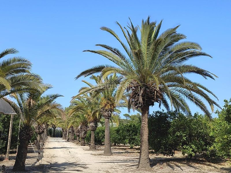 Foto 44f7f716-66b0-4670-aac8-1d4a272a484c. Masia amb aparcament a El Dossel - Mareny de San Lorenzo Cullera