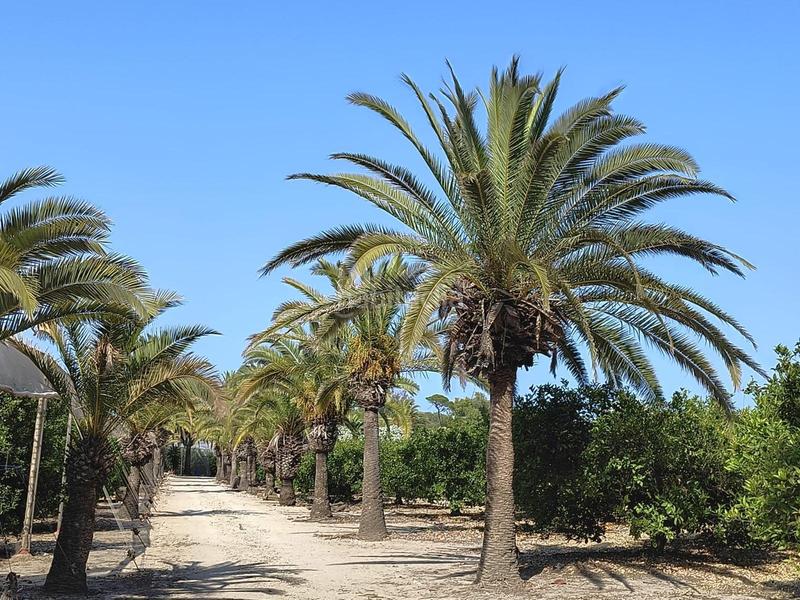 Foto 49c58927-3af4-462c-b181-527219194058. Masía espectacular finca señorial con gran terreno de 24 hectáreas en primera línea de playa en Cullera