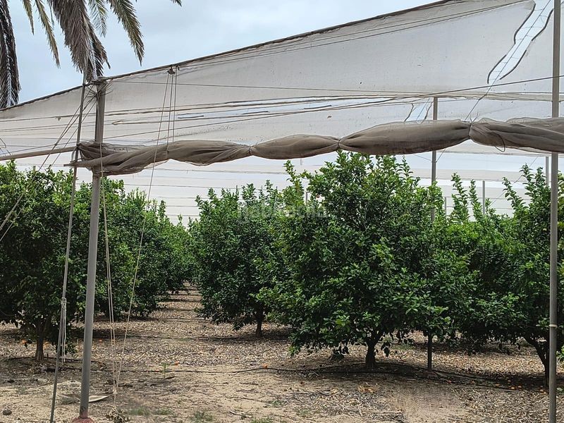 Foto d475b314-3e9d-4f42-b4cd-9d4186f393b7. Masia amb aparcament a El Dossel - Mareny de San Lorenzo Cullera