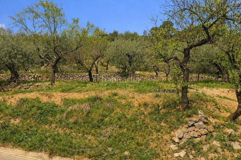 Foto b65a2b71-9a53-442a-b823-9e90a1d3e11f. Finca rústica venta de 3 parcelas rústicas en Castell de Castells